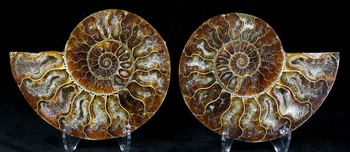Polished Ammonite Pair - Million Years #21146